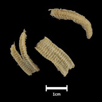 Media type: image;   Invertebrate Zoology OPH-3915 Description: Inside surface of ophiuroid arms with a scale bar.;  Aspect: ventral